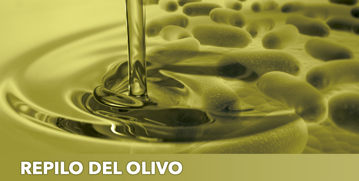 repilo del olivo