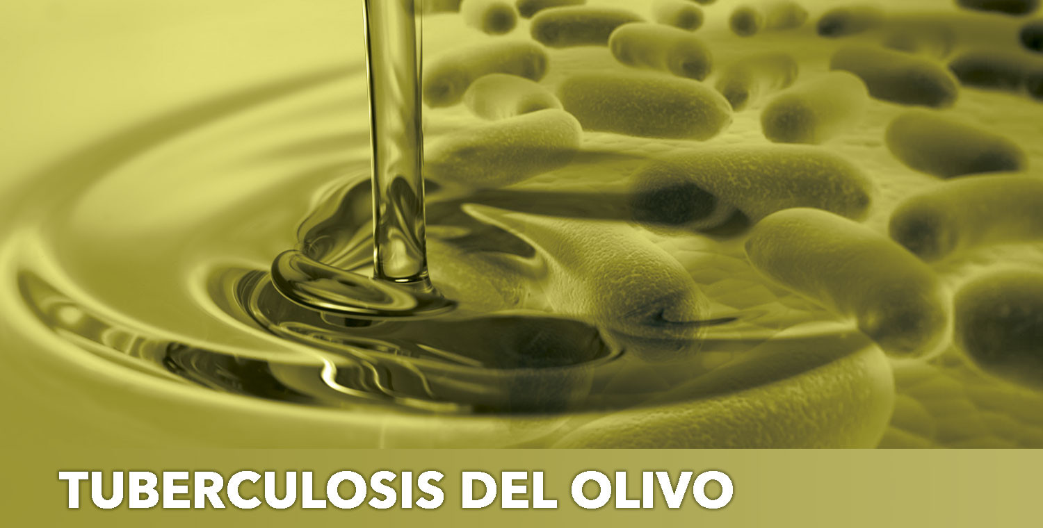 tuberculosis del olivo